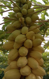 ขายส่งมะละกอสด - Product Image 4