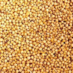Graines de sorgho blanc de qualité supérieure à usage alimentaire polyvalent disponible en quantité en vrac au prix de gros - Product Image 1