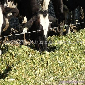 Ensilaje de maíz de alta nutrición con alimento para ganado de piña de Vietnam Alimentos nutritivos para animales - Product Image 3