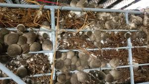 MEJOR VENDEDOR Seta de paja con precio barato - Product Image 6