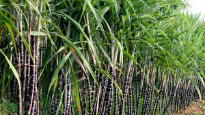 2024ส่งออกอ้อยแช่แข็งจากเวียดนาม - Product Image 6