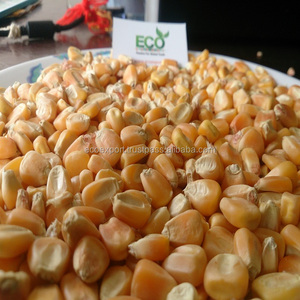 Ngô Chất Lượng Cao, Ngô Vàng - Product Image 2