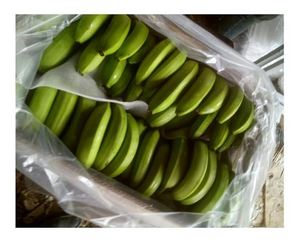 PLÁTANO CAVENDISH VERDE AL POR MAYOR/ MEJOR PRECIO - Product Image 5