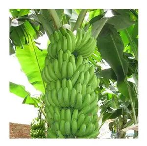 WHOLESALE GREEN CAVENDISH BANANA/ BEST PRICE/WHATSAPP +84-8445-639-639