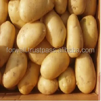 Frische ägyptische Kartoffeln von hoher Qualität (A)