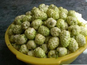 Fruits séchés de Morinda citrifolia du Vietnam / Fruits de noni séchés - Product Image 4