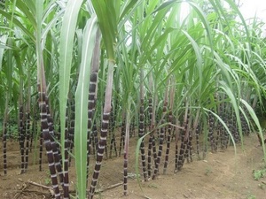 POLVO DE MELAZA DE CAÑA DE AZÚCAR SECA ORIGEN VIETNAM/Sra. Lily - Product Image 4