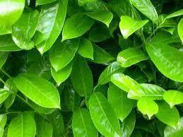 น้ำมันหอมระเหยต้นชาบริสุทธิ์100% ต้านการอักเสบผลิตจากผู้ผลิตโดยตรง - Product Image 4