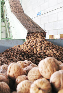 Noix de Grenoble Séparées en Gros, Noix Brutes Premium Entières, Fruits du Sud-Afrique, Snack à Vendre, Fabricant - Product Image 6