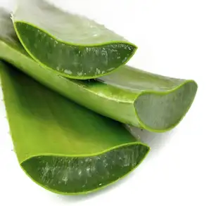 100% Gel de Aloe Vera a granel prensado en frío y precio certificado GMP EN LA India - Product Image 1