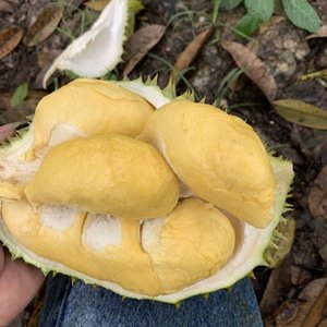 Carne fresca de DURIAN, carne de Durian, SOPHIE - Product Image 3