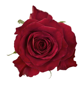 "Mycine", nouvelle collection - Product Image 2