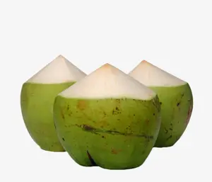 FRESH YOUNG COCONUT ORIGIN VIETNAM WITH HIGH QUALITY - CHEAP PRICE (WHATSAPP +84 845 639 639)