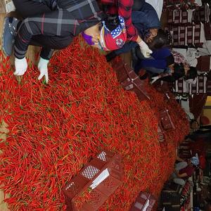 Organic Vietnam 150g Fresh Frozen Red Chilli Stems Vacuum PE Bags 4-6cm Top Grade 24 Bags/Carton Agriculture Product - Product Image 4