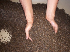 Pimienta Negra de Vietnam en Oferta, Grano Grande de 5 mm, 500GL, 570GL, 580GL, 600GL, FAQ, Pimienta Entera Seca, Exportación al por Mayor - Product Image 5