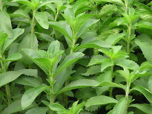 หญ้าหวานคุณภาพสูงจากเวียดนาม ส่งออกโดยเวียตเดลต้า - Product Image 3