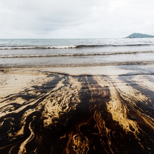 Vi Khuẩn Độc Đáo Để Dọn Dẹp Dầu Từ Các Vùng Nước Và Bờ Biển - Product Image 5