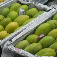 Grote Hoeveelheid Mango Fruit Voor Importeurs