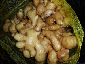 Venta caliente de jengibre fresco a granel al por mayor de consumo humano de jengibre y ajo - Product Image 2