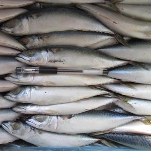 Maquereau du Pacifique certifié KOSHER, poisson congelé, procédé BQF, emballage sous vide, forme en bloc - Product Image 3