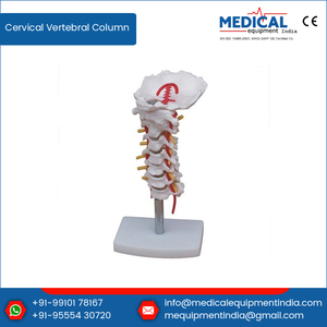 Giá Nhà Máy Trực Tiếp Mục Đích Giảng Dạy Cột Sống Cổ Tử Cung Của Con Người Với Mô Hình Động Mạch Cổ/Mô Hình Đốt Sống Cổ Tử Cung - Product Image 2