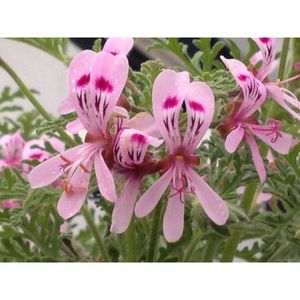 100% Pure Natural Rose Geranium Pure Huile Essentielle Organique Fabricant et Fournisseur en Gros au Meilleur Prix - Product Image 3