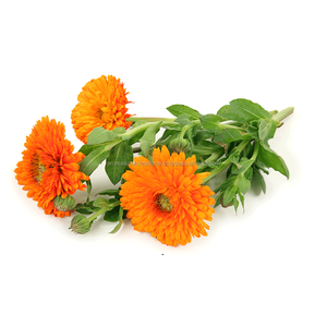 100% Hydrosol de fleur de souci biologique pur AROMAAZ INTERNATIONAL'approvisionnement en gros de liquide de calendula de qualité standard d'AROMAAZ INTERNATIONAL - Product Image 2