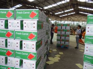 Vente en gros éplucheur de carottes/carottes en vrac 2024 - Product Image 5