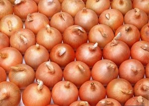 Cebollas Rojas y Amarillas Frescas Orgánicas al por Mayor 2021 Disponibles a Buenos Precios - Product Image 5