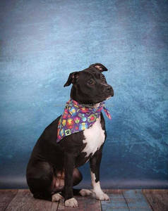 Bandana vintage à la mode, motif Floral, chien et chat - Product Image 1