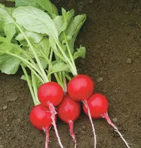 Viet Nam Radish red/ fresh Radish red/ whatsapp +84845 639639