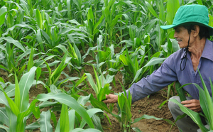 Buen Precio para Ensilaje de Maíz-Ms: Holiday - Product Image 6