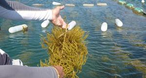 Cottonii/cottonii สาหร่ายแห้ง/สาหร่าย spinosum - Product Image 3