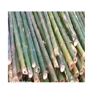 เสาไม้ไผ่แข็งแรงขนาดใหญ่ในเวียดนาม - Product Image 4