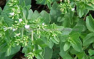 หญ้าหวานคุณภาพสูงจากเวียดนาม ส่งออกโดยเวียตเดลต้า - Product Image 4