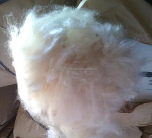 Fibra de Kapok Natural de Vietnam 2024 - Product Image 2