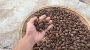 Frutos secos, Malva - Product Image 4