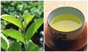 ฝรั่งแห้งสำหรับชาฝรั่งผง - Product Image 5
