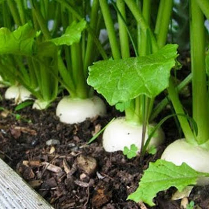 ข้อเสนอพิเศษหัวไชเท้าขาวสด - Daikon จากเวียดนามพร้อม newcorp และปริมาณมาก WHATSAPP +0084 845 639639 - Product Image 2