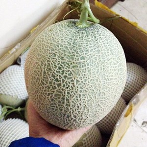น้ำแตงโมคุณภาพสูง - แตงโมน้ำผึ้ง ราคาแข่งขัน แตงโมจากเวียดนามสำหรับส่งออก - Product Image 4