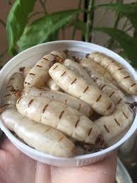 La reine de la termite fraîche dans le vin de la société du Delta du vietnam - Product Image 2