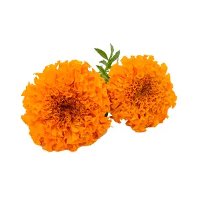 Marigold hidrosol