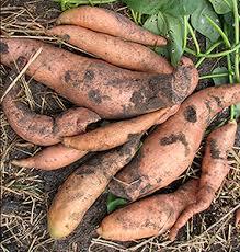 Venta al por Mayor de Camote de Vietnam - Marca Viet Delta, MOQ de 1000 kg, Vida Útil de 3-4 Meses - Product Image 2