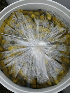 Dưa Chuột Ngâm, Gherkins, Cornichons - Product Image 4