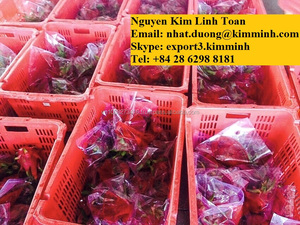 สีแดงสดพิทยา/มังกรผลไม้ (สีขาว/สีแดงเนื้อ) - Product Image 5