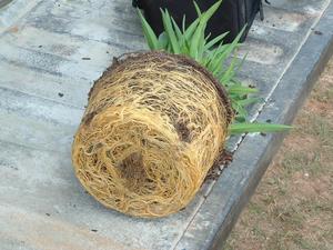 Pots en fibre de coco naturelle / Pot en coco - Product Image 3