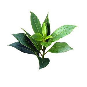 Huile Essentielle Pure d'Arbre à Thé Distillée à la Vapeur d'Australie pour l'Aromathérapie, Liquide de Massage OEM/ODM avec Divers Parfums - Product Image 3