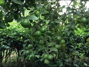 มะนาวไร้เมล็ดออร์แกนิกเกรดดีที่สุดพร้อมราคาขายส่งคุณภาพสูง - Product Image 3