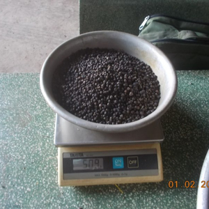 Poivre noir séché poivre cors de haute qualité avec le meilleur prix au Vietnam - Product Image 3