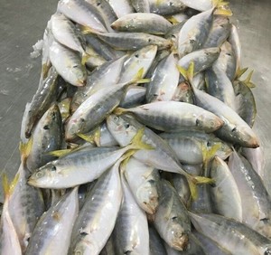 Fresco Congelato yellowtail di pesce - Product Image 4
